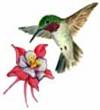 hummingbird and columbine